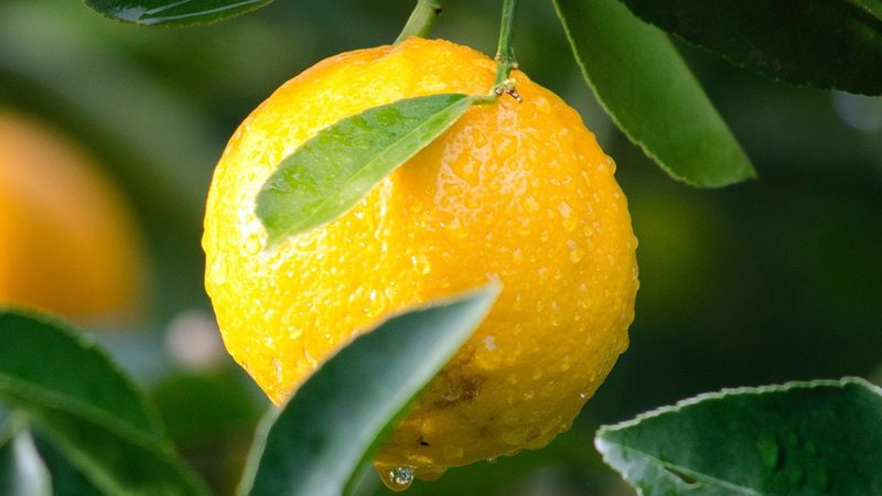 生物试剂标准溶液：规格型号背后的科学奥秘
